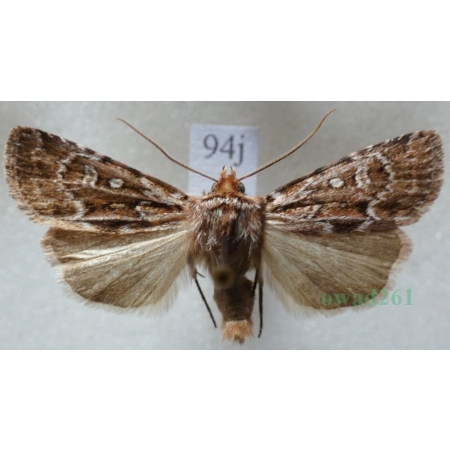 Lycophotia porphyrea (Denis & Schiffermüller, 1775) Czech94j